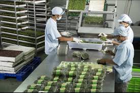 Chuỗi cung ứng lạnh: nhiều tiềm năng, lắm thách thức